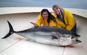 Bluefin tuna, cape cod, Hairball charters