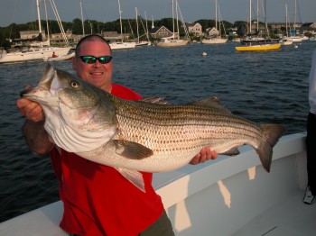 Trophy striped bass caught on Hairball charters off Cape Cod