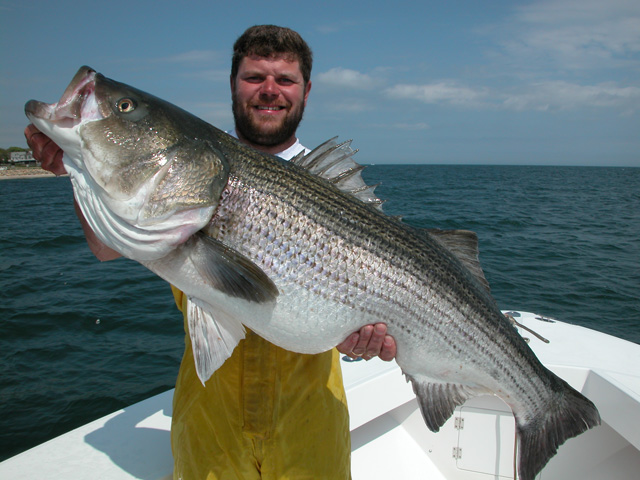 Image result for striped bass